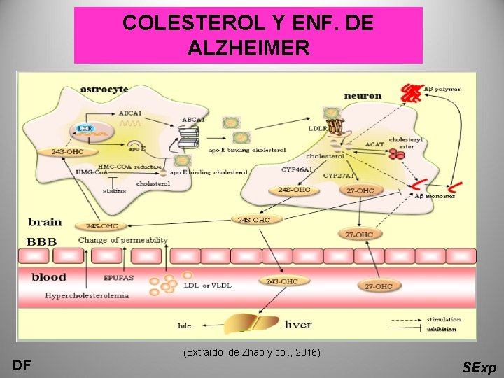 COLESTEROL Y ENF. DE ALZHEIMER (Extraído de Zhao y col. , 2016) DF SExp