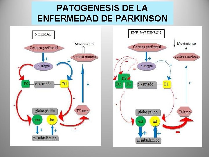 PATOGENESIS DE LA ENFERMEDAD DE PARKINSON PATOGENESIS DE LA ENFERMEDAD DE PARKINSON