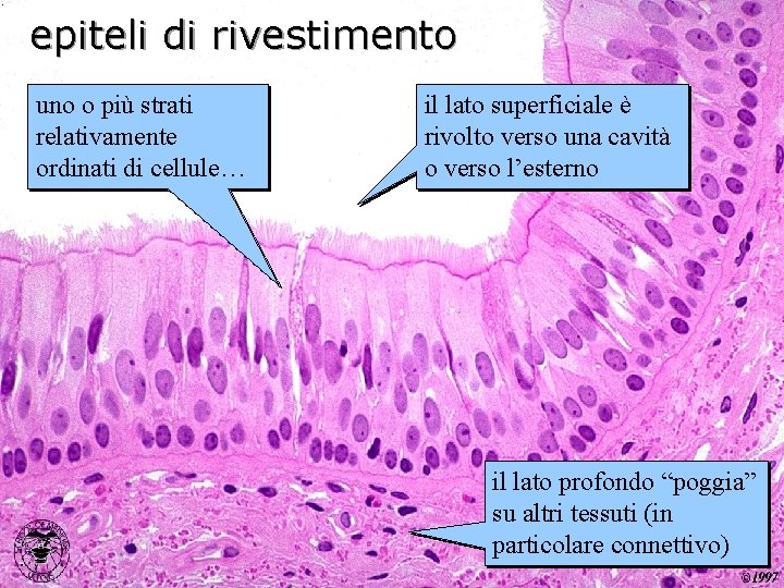 epiteli di rivestimento uno o più strati relativamente ordinati di cellule… il lato superficiale