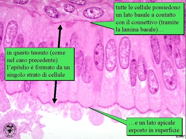 ovidotto tutte le cellule possiedono un lato basale a contatto con il connettivo (tramite