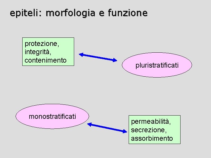 epiteli: morfologia e funzione protezione, integrità, contenimento monostratificati pluristratificati permeabilità, secrezione, assorbimento 