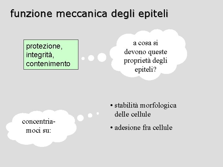 funzione meccanica degli epiteli protezione, integrità, contenimento concentriamoci su: a cosa si devono queste