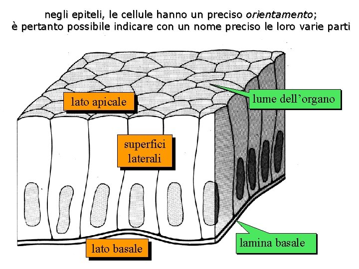 negli epiteli, le cellule hanno un preciso orientamento; è pertanto possibile indicare con un