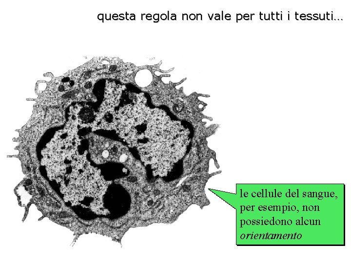 questa regola non vale per tutti i tessuti… le cellule del sangue, per esempio,