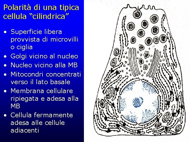 Polarità di una tipica cellula “cilindrica” • Superficie libera provvista di microvilli o ciglia