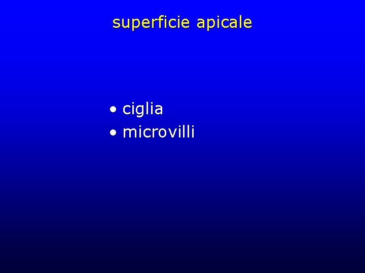 superficie apicale • ciglia • microvilli 