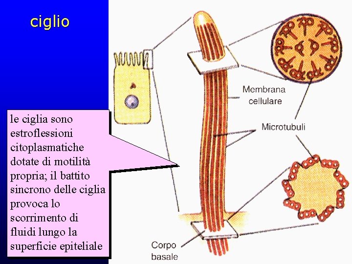 ciglio le ciglia sono estroflessioni citoplasmatiche dotate di motilità propria; il battito sincrono delle