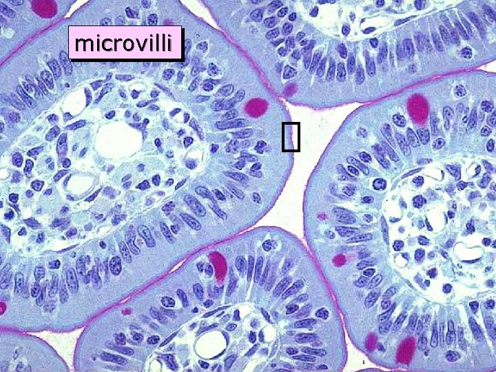 microvilli 