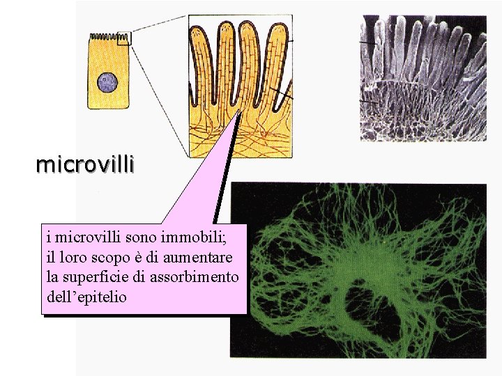 microvilli i microvilli sono immobili; il loro scopo è di aumentare la superficie di