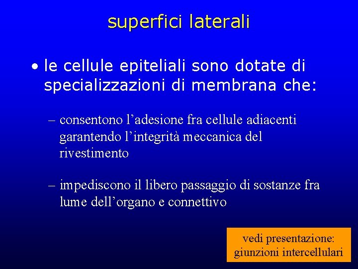 superfici laterali • le cellule epiteliali sono dotate di specializzazioni di membrana che: –