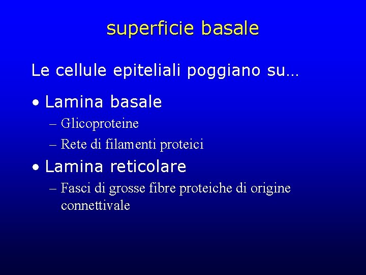 superficie basale Le cellule epiteliali poggiano su… • Lamina basale – Glicoproteine – Rete