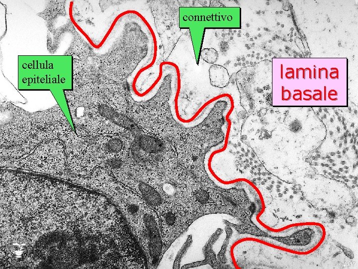 connettivo cellula epiteliale lamina basale 