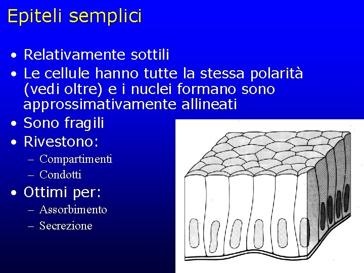 Epiteli semplici • Relativamente sottili • Le cellule hanno tutte la stessa polarità (vedi