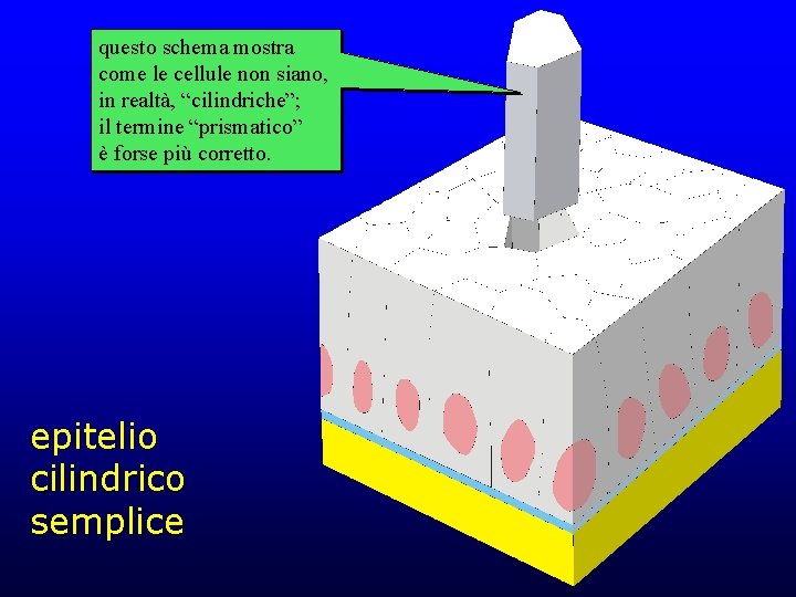 questo schema mostra come le cellule non siano, in realtà, “cilindriche”; il termine “prismatico”