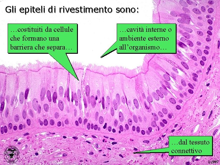 Gli epiteli di rivestimento sono: …costituiti da cellule che formano una barriera che separa…