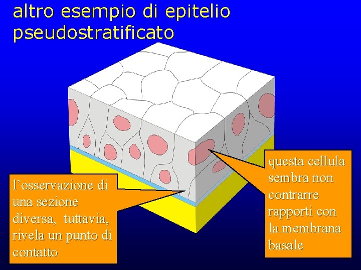 altro esempio di epitelio pseudostratificato l’osservazione di una sezione diversa, tuttavia, rivela un punto