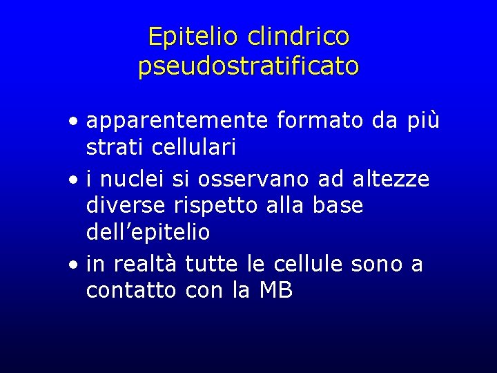 Epitelio clindrico pseudostratificato • apparentemente formato da più strati cellulari • i nuclei si