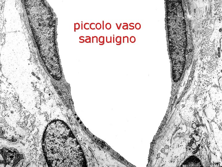 piccolo vaso sanguigno 