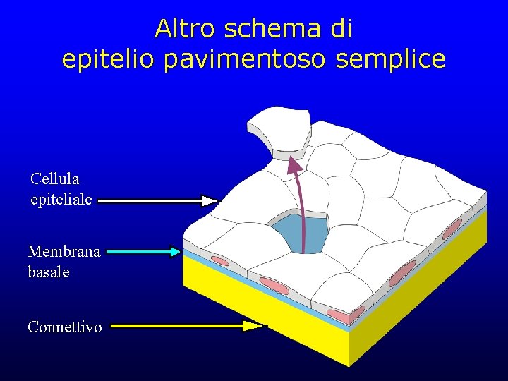 Altro schema di epitelio pavimentoso semplice Cellula epiteliale Membrana basale Connettivo 