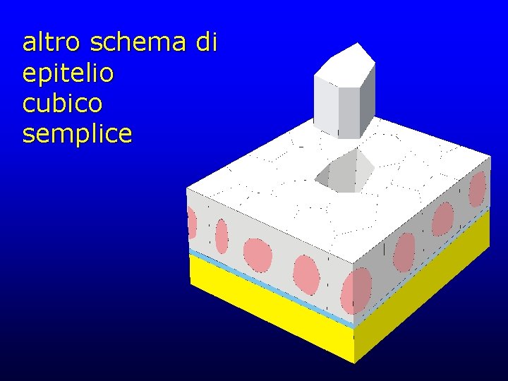 altro schema di epitelio cubico semplice 