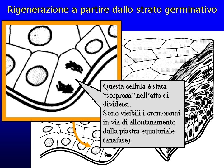 Rigenerazione a partire dallo strato germinativo Questa cellula è stata “sorpresa” nell’atto di dividersi.