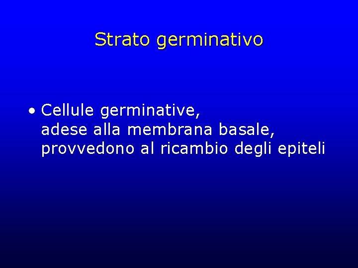 Strato germinativo • Cellule germinative, adese alla membrana basale, provvedono al ricambio degli epiteli