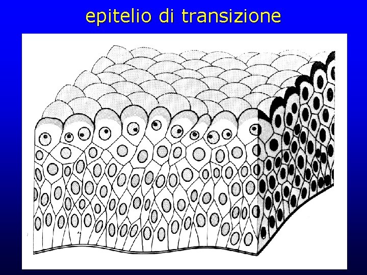 epitelio di transizione 