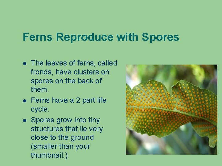 Ferns Reproduce with Spores The leaves of ferns, called fronds, have clusters on spores Ferns Reproduce with Spores The leaves of ferns, called fronds, have clusters on spores