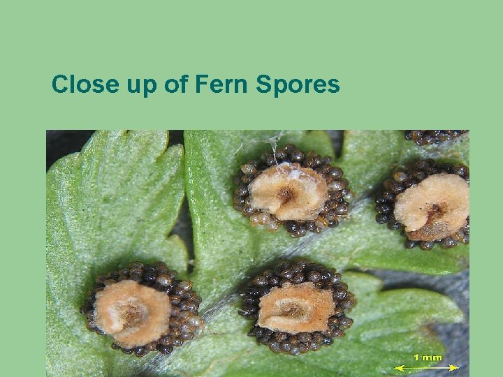 Close up of Fern Spores 