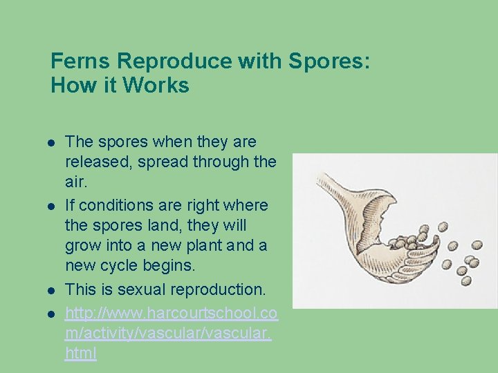 Ferns Reproduce with Spores: How it Works The spores when they are released, spread Ferns Reproduce with Spores: How it Works The spores when they are released, spread