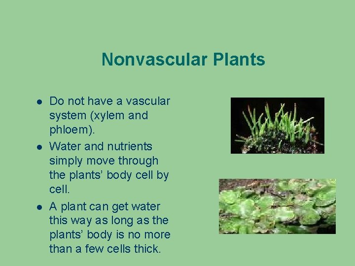 Nonvascular Plants Do not have a vascular system (xylem and phloem). Water and nutrients