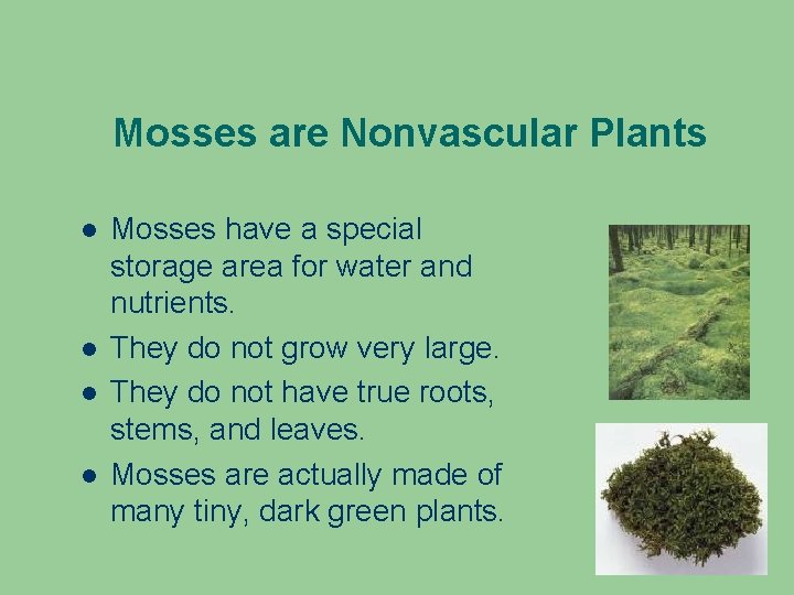 Mosses are Nonvascular Plants Mosses have a special storage area for water and nutrients.