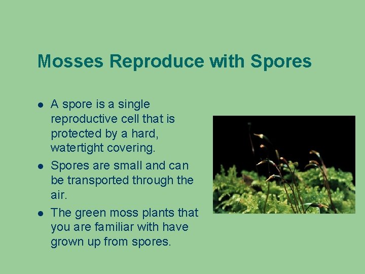 Mosses Reproduce with Spores A spore is a single reproductive cell that is protected