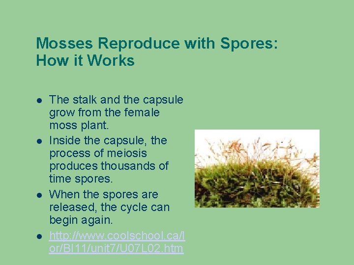 Mosses Reproduce with Spores: How it Works The stalk and the capsule grow from