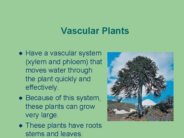 Vascular Plants Have a vascular system (xylem and phloem) that moves water through the