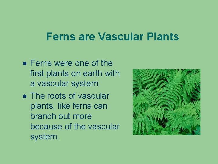 Ferns are Vascular Plants Ferns were one of the first plants on earth with