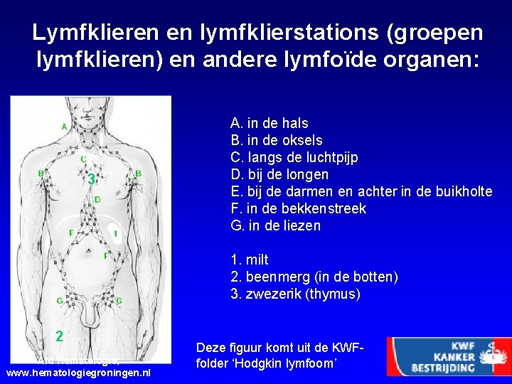 Lymfklieren en lymfklierstations (groepen lymfklieren) en andere lymfoïde organen: 3 A. in de hals
