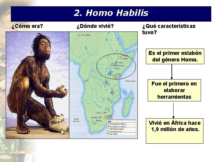 2. Homo Habilis ¿Cómo era? ¿Dónde vivió? ¿Qué características tuvo? Es el primer eslabón