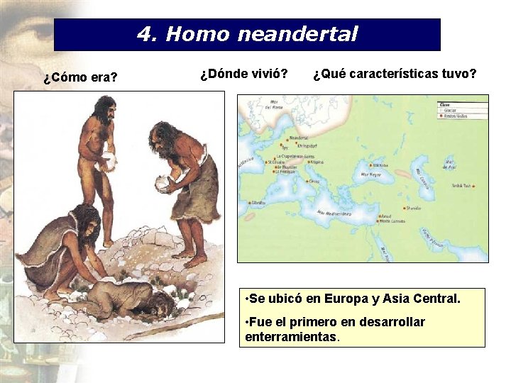4. Homo neandertal ¿Cómo era? ¿Dónde vivió? ¿Qué características tuvo? • Se ubicó en