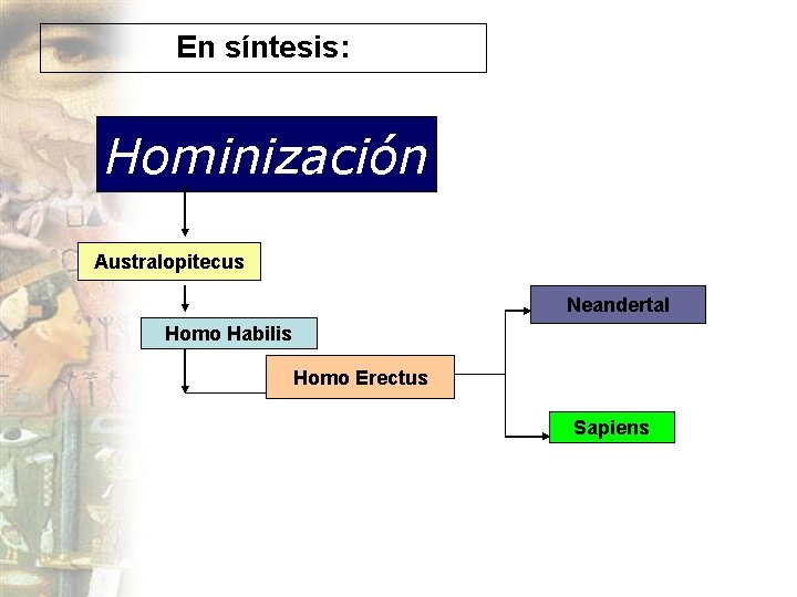 En síntesis: Hominización Australopitecus Neandertal Homo Habilis Homo Erectus Sapiens 