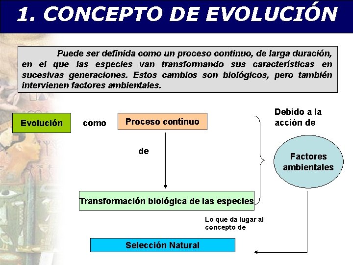1. CONCEPTO DE EVOLUCIÓN Puede ser definida como un proceso continuo, de larga duración,