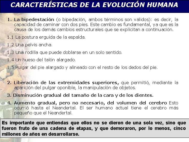 CARACTERÍSTICAS DE LA EVOLUCIÓN HUMANA 1. La bipedestación (o bipedación, ambos términos son válidos):