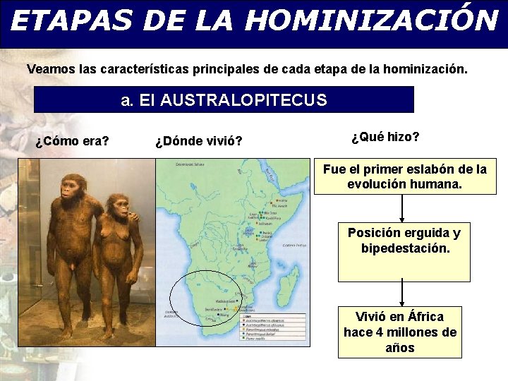 ETAPAS DE LA HOMINIZACIÓN Veamos las características principales de cada etapa de la hominización.