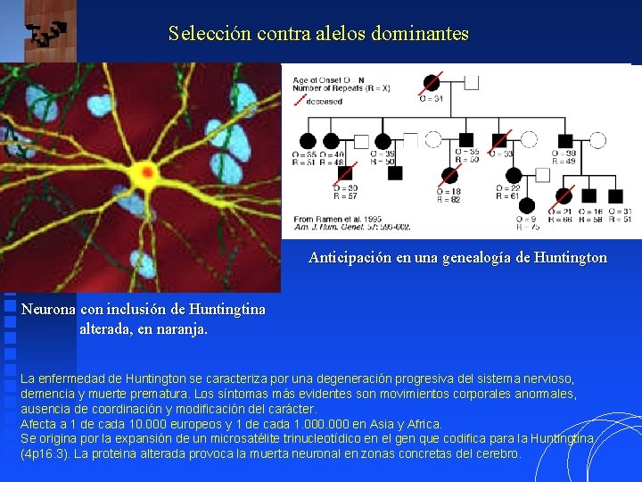 Selección contra alelos dominantes Anticipación en una genealogía de Huntington Neurona con inclusión de