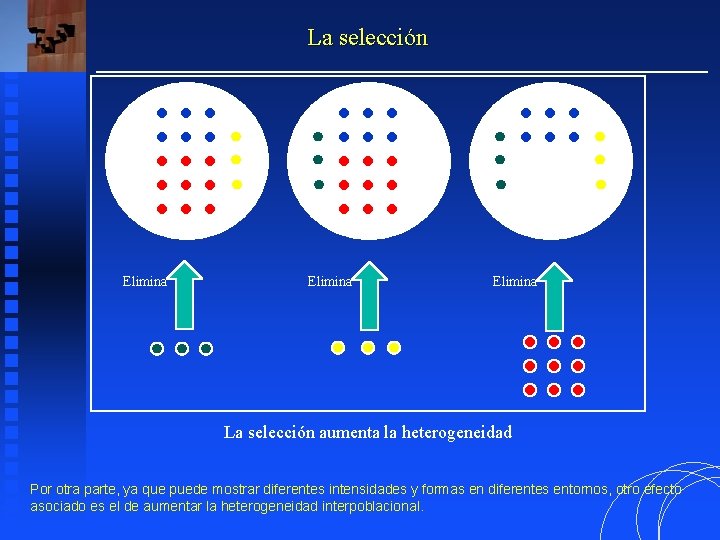 La selección Elimina La selección aumenta la heterogeneidad Por otra parte, ya que puede