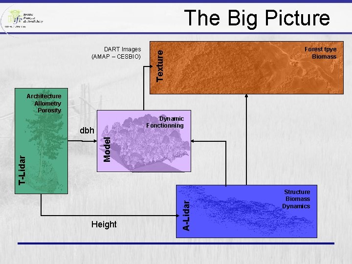 The Big Picture Forest tpye Biomass Texture DART Images (AMAP – CESBIO) Architecture Allometry