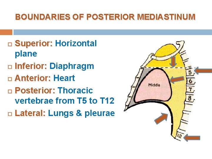 BOUNDARIES OF POSTERIOR MEDIASTINUM Superior: Horizontal plane Inferior: Diaphragm Anterior: Heart Posterior: Thoracic vertebrae BOUNDARIES OF POSTERIOR MEDIASTINUM Superior: Horizontal plane Inferior: Diaphragm Anterior: Heart Posterior: Thoracic vertebrae