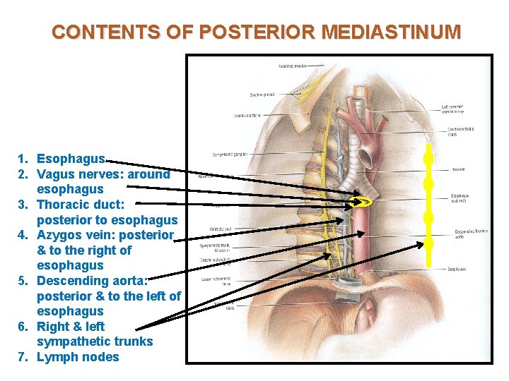 CONTENTS OF POSTERIOR MEDIASTINUM 1. Esophagus 2. Vagus nerves: around esophagus 3. Thoracic duct: CONTENTS OF POSTERIOR MEDIASTINUM 1. Esophagus 2. Vagus nerves: around esophagus 3. Thoracic duct: