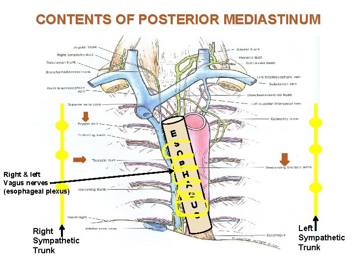 CONTENTS OF POSTERIOR MEDIASTINUM Right & left Vagus nerves (esophageal plexus) Right Sympathetic Trunk CONTENTS OF POSTERIOR MEDIASTINUM Right & left Vagus nerves (esophageal plexus) Right Sympathetic Trunk