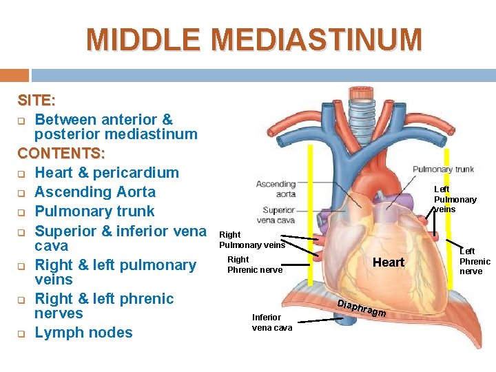 MIDDLE MEDIASTINUM SITE: q Between anterior & posterior mediastinum CONTENTS: q Heart & pericardium MIDDLE MEDIASTINUM SITE: q Between anterior & posterior mediastinum CONTENTS: q Heart & pericardium